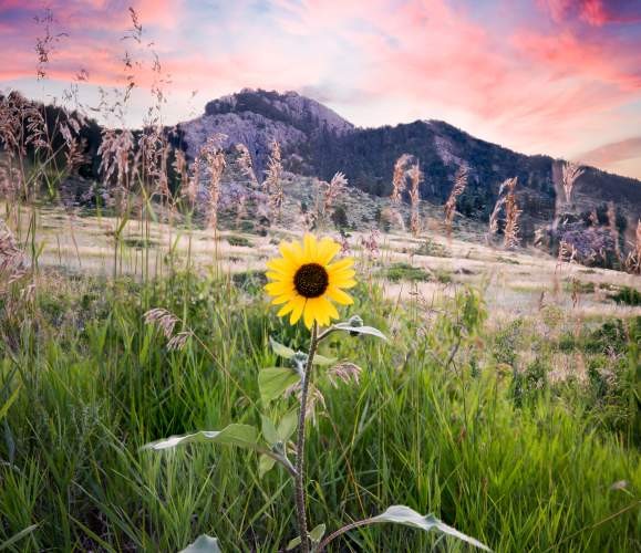 Sunflower Field in Northern Colorado, Photo by Dave Cho