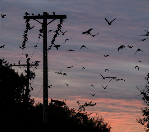 Crows arriving at the Still Creek Roost, Burnaby, BC