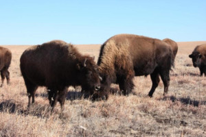 Panoramic view of the tallgrass prairie at Tallgrass Prairie National Preserve, with bison grazing in the distance