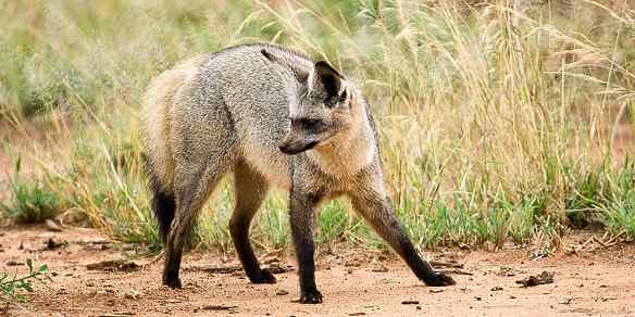 Bat-eared fox