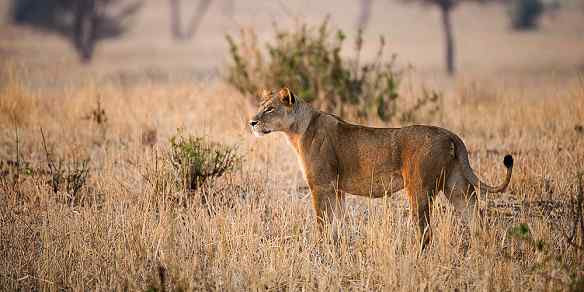 Lioness in yellow grass