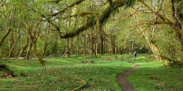 Temperate rainforest in Washington