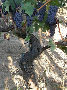 Tempranillo Grape Vine in Baja California, Mexico