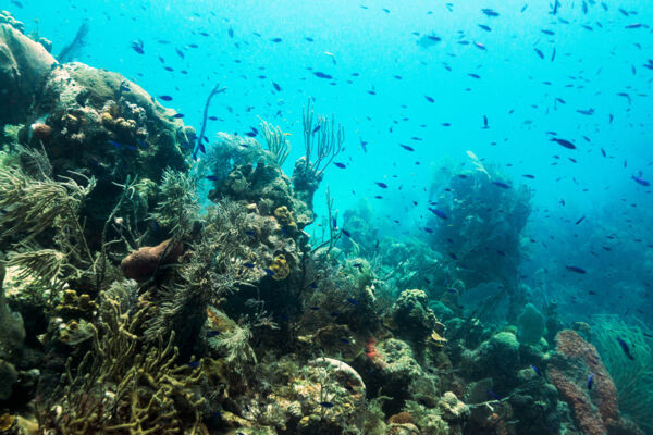 Exploring the crystal clear waters of Turks and Caicos with a boat tour