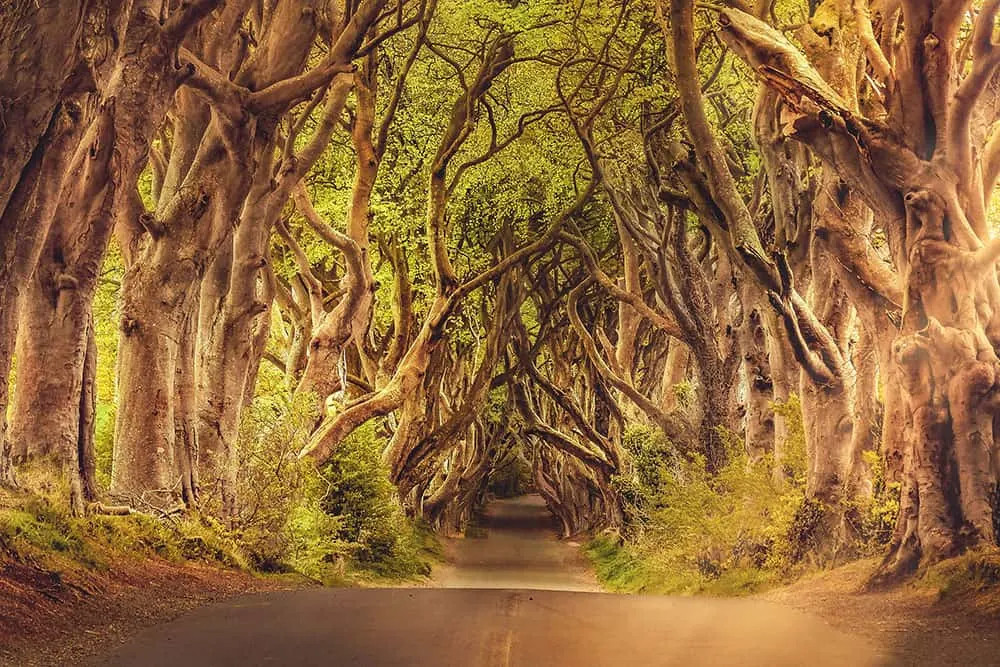 Drive through the Dark Hedges, easily accessible from Derry, for a memorable Northern Ireland road trip.