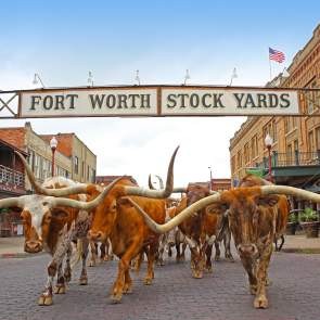 The Fort Worth Herd Without Drover  Copy_186F8B5F-F9BA-91D4-BE871CFB39FEB333-186f895fa65f581_186f9418-f91f-ec2e-b024a6575a7b90fb