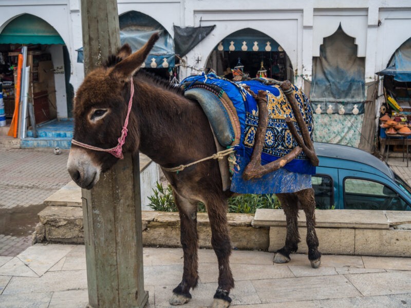 Isn’t this donkey cuter than an aggressive taxi driver who has deliberately disabled his seatbelts?