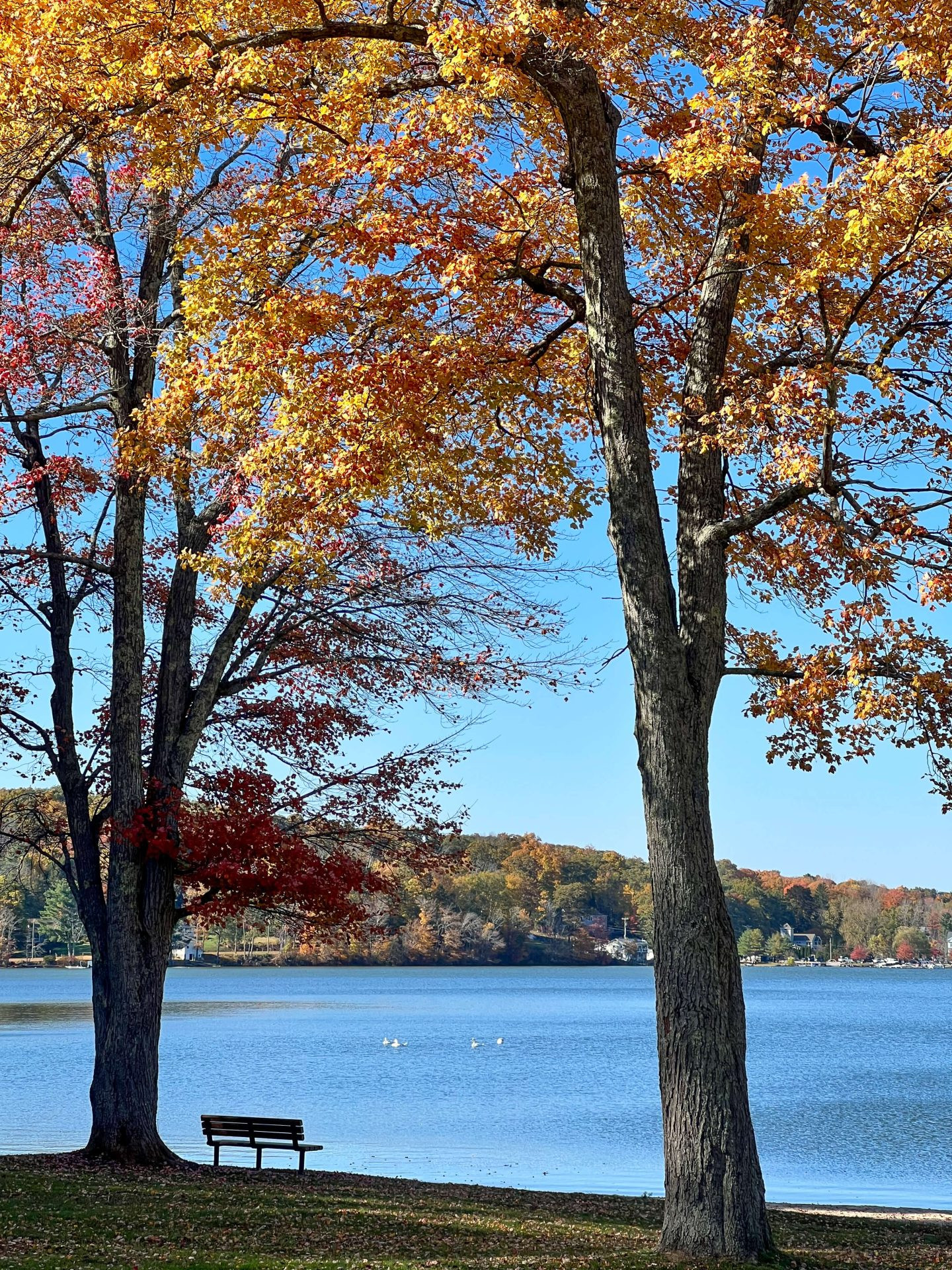 bench at bantam lake in litchfield during fall with blue skies