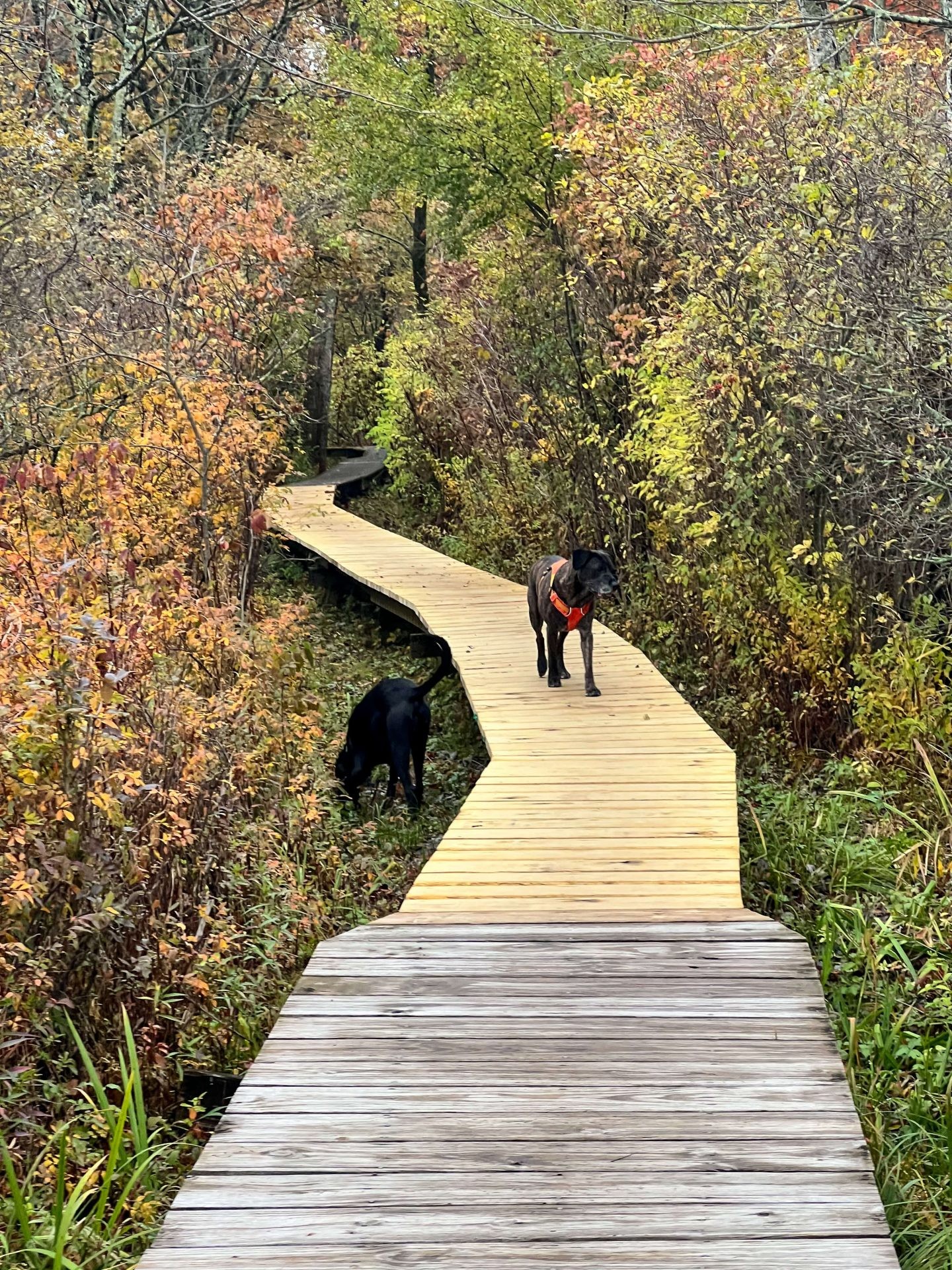 dogs walking at white memorial boardwalk in litchfield connecticut