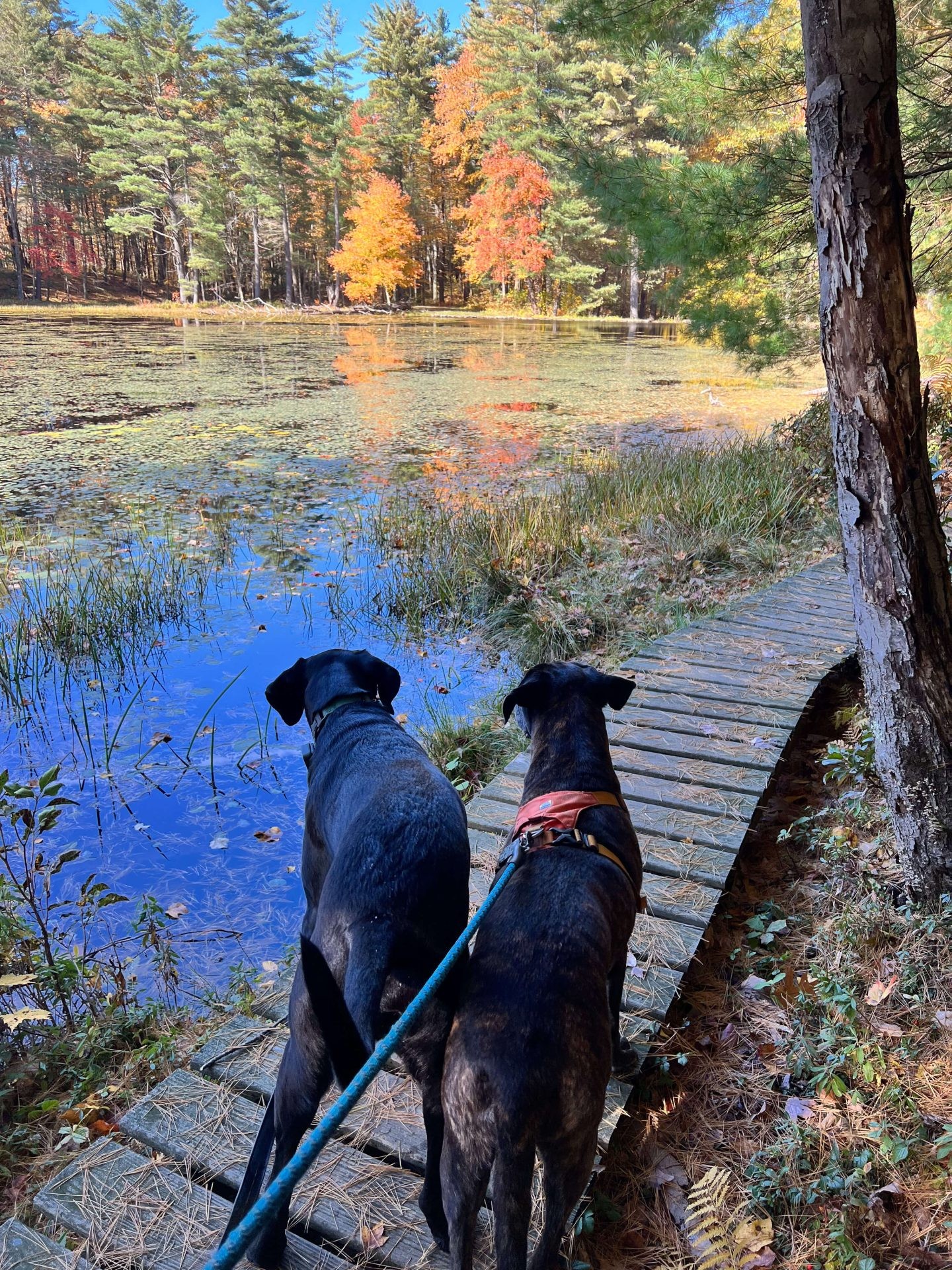 dogs walking at white memorial boardwalk in litchfield connecticut