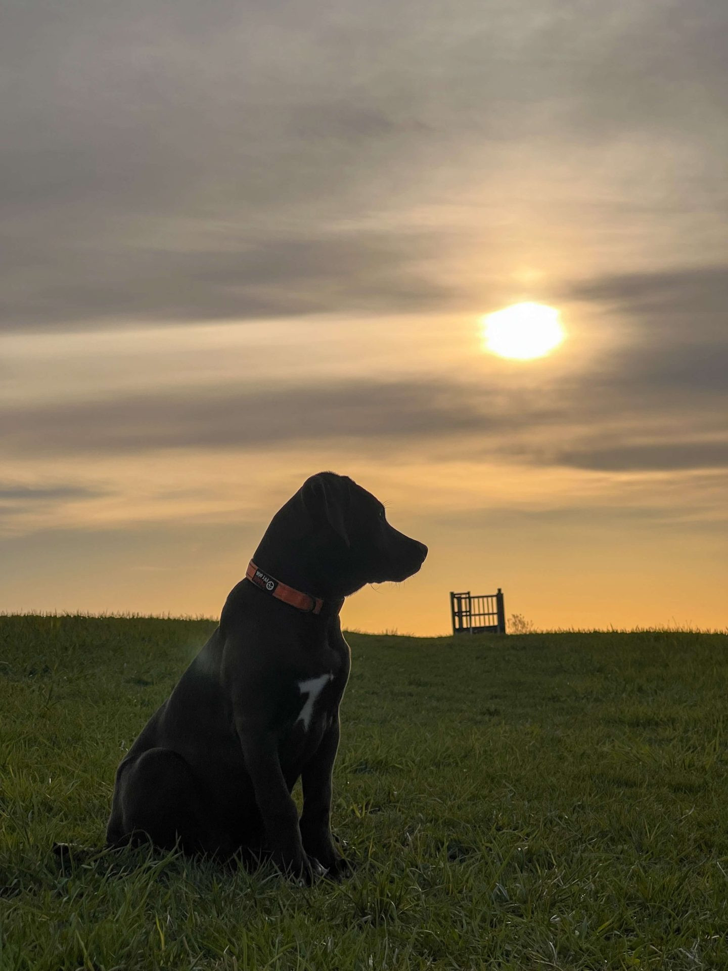 apple hill in litchfield ct at sunset with dog