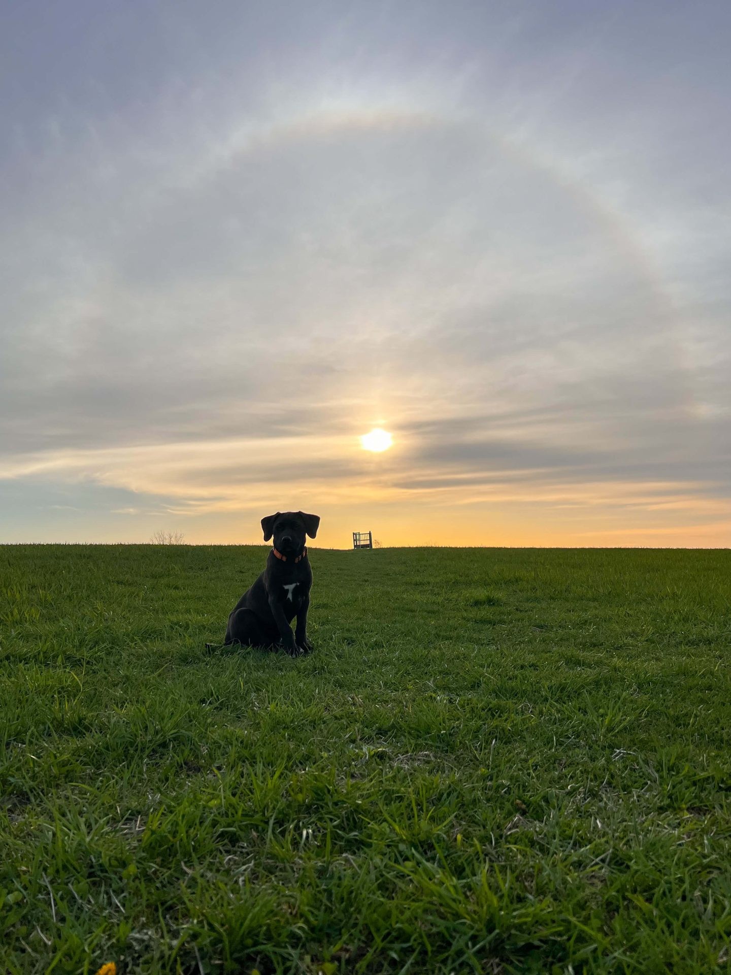 apple hill in litchfield ct at sunset with dog