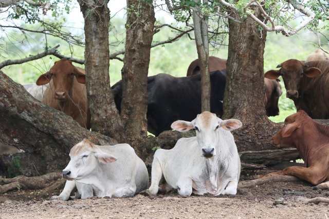 Cows rest in the shade of Tangantang or 