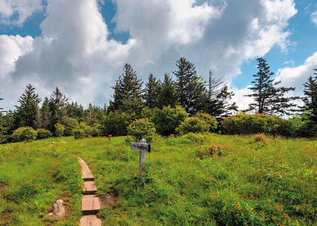 hiking trail covered with grass