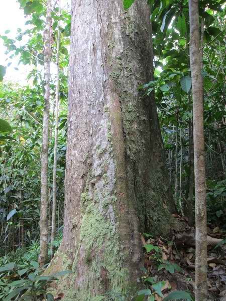 Kayaking through the mangroves of Palawan, showcasing the island's commitment to ecotourism