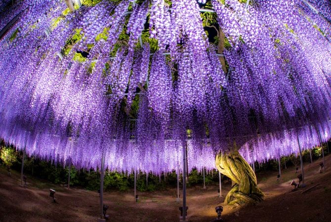 Wisteria flowers blooming at Ashikaga Flower Park in Tochigi during April