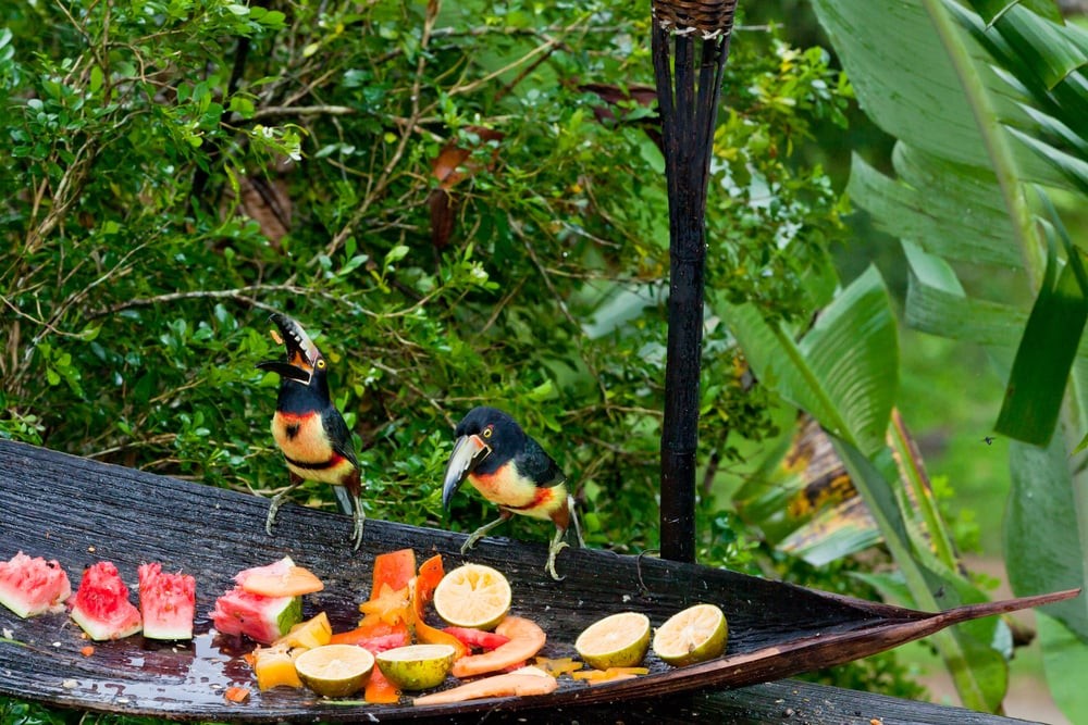 Toucans eating prepared tropical fruit on a large leaf