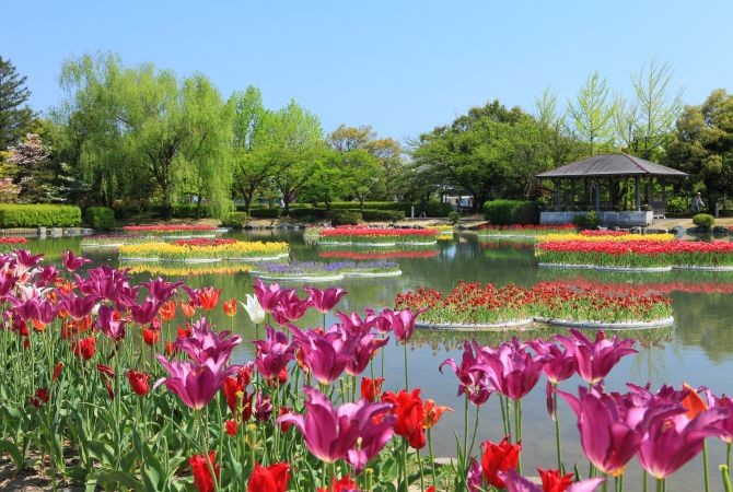 Vibrant display of colorful tulips at Tonami Tulip Park in Toyama during April