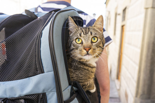 Tabby cat in a carrier, looking out