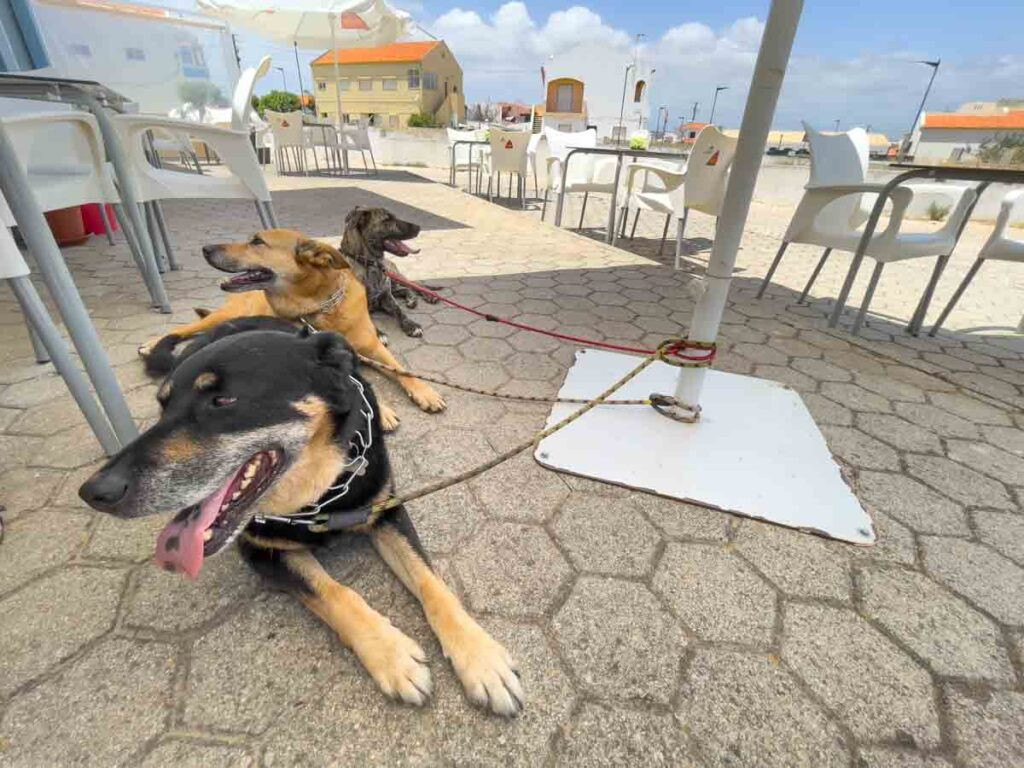 Caring for animals through TrustedHousesitters is a delightful way to secure free accommodation and travel Europe on a budget.