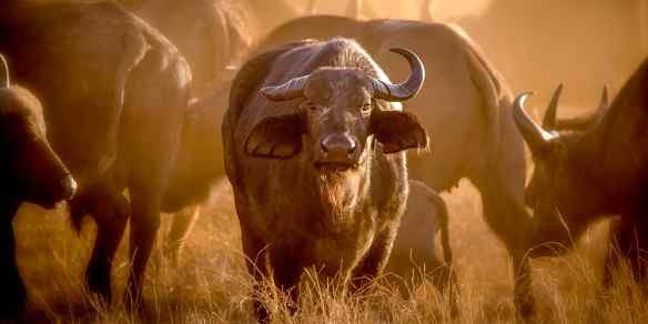 Buffalo herd grazing in Tsavo West National Park, Kenya