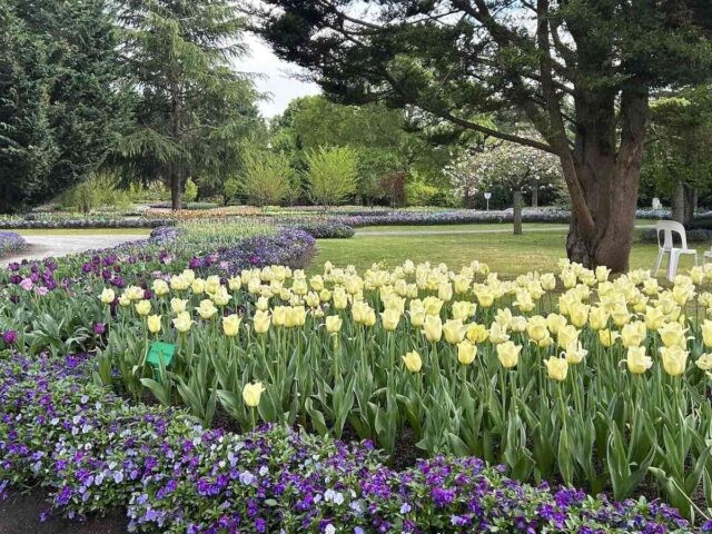 Dog enjoying Tulip Top Gardens