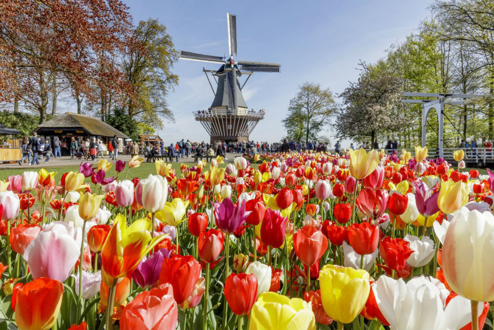 Tulips and windmill at Keukenhof Gardens in the Netherlands