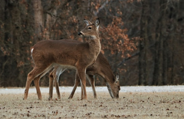 Two white-tail deer