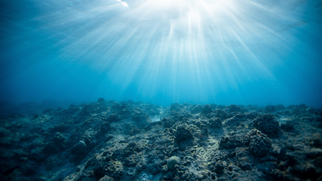 Underwater Naturalist Course