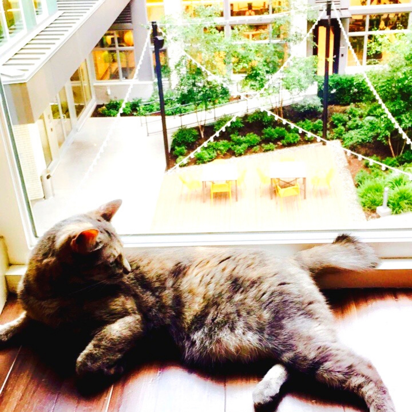 Cat adjusting to new home