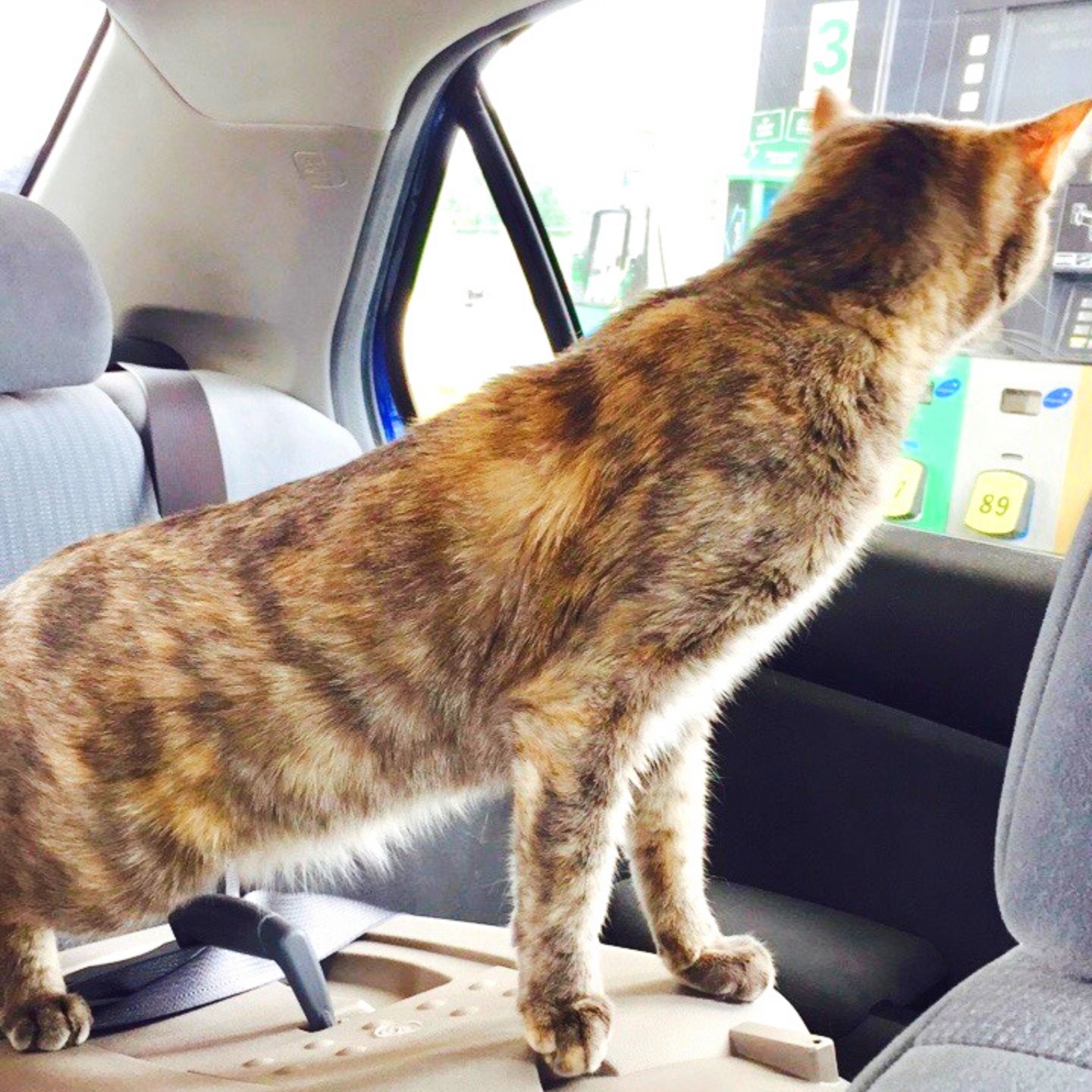 Cat in car