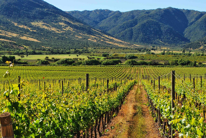 Vineyard in Valle de Guadalupe, Baja California, Mexico