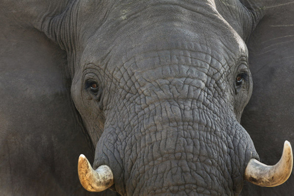 African elephant in its natural habitat