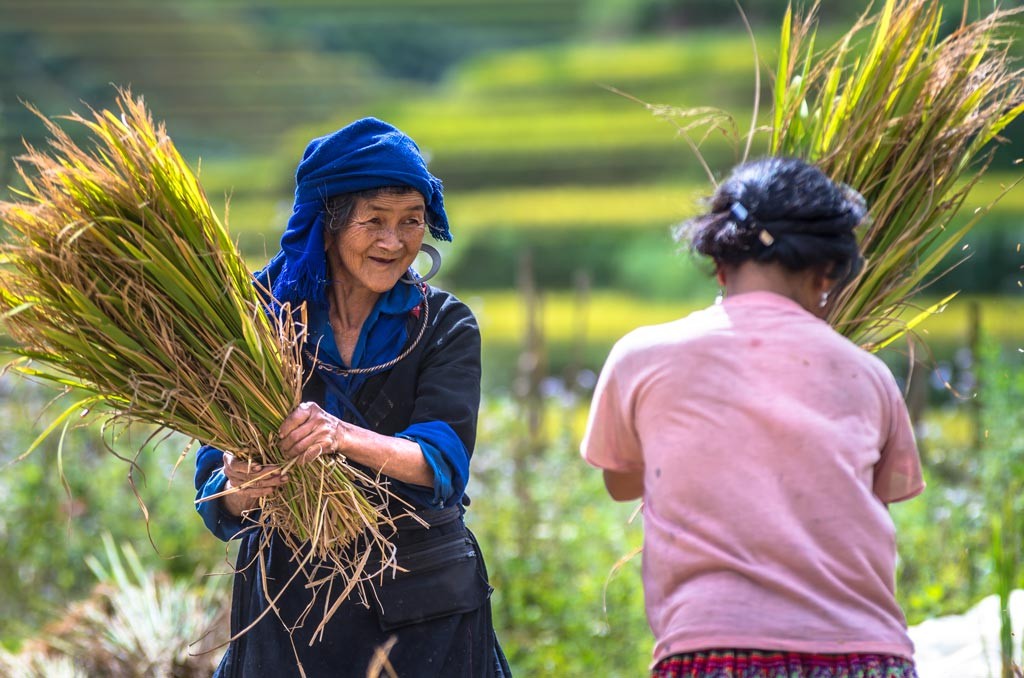 Participating in rice planting offers a firsthand experience of local agricultural traditions in Mu Cang Chai.