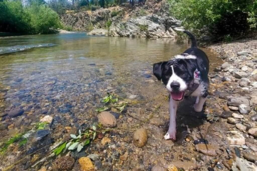 A happy dog swims in a lake, highlighting pet-friendly tourism options in Plumas County