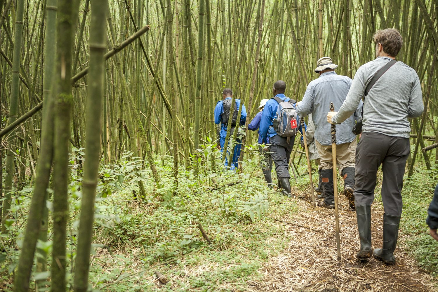 Tourists hiking up a mountain in Rwanda for gorilla tourism