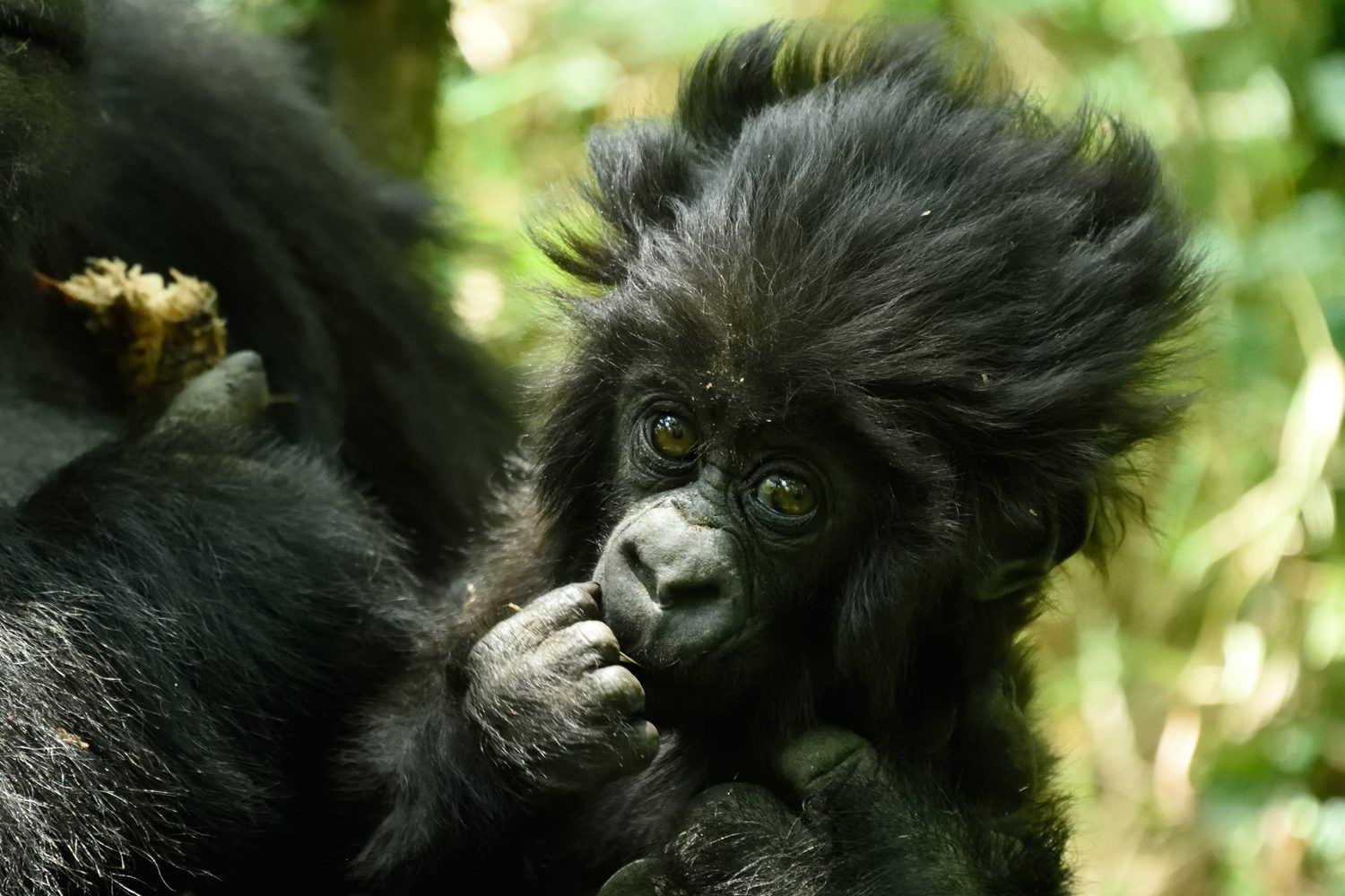 Baby Gorilla in Rwanda