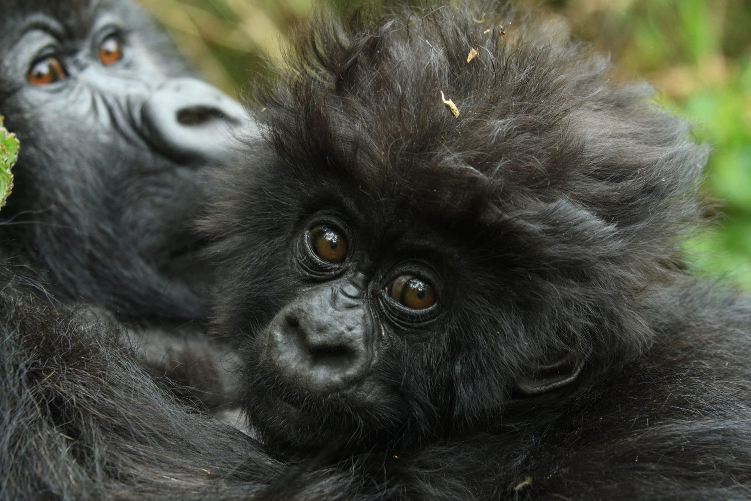 Baby Gorilla in Rwanda