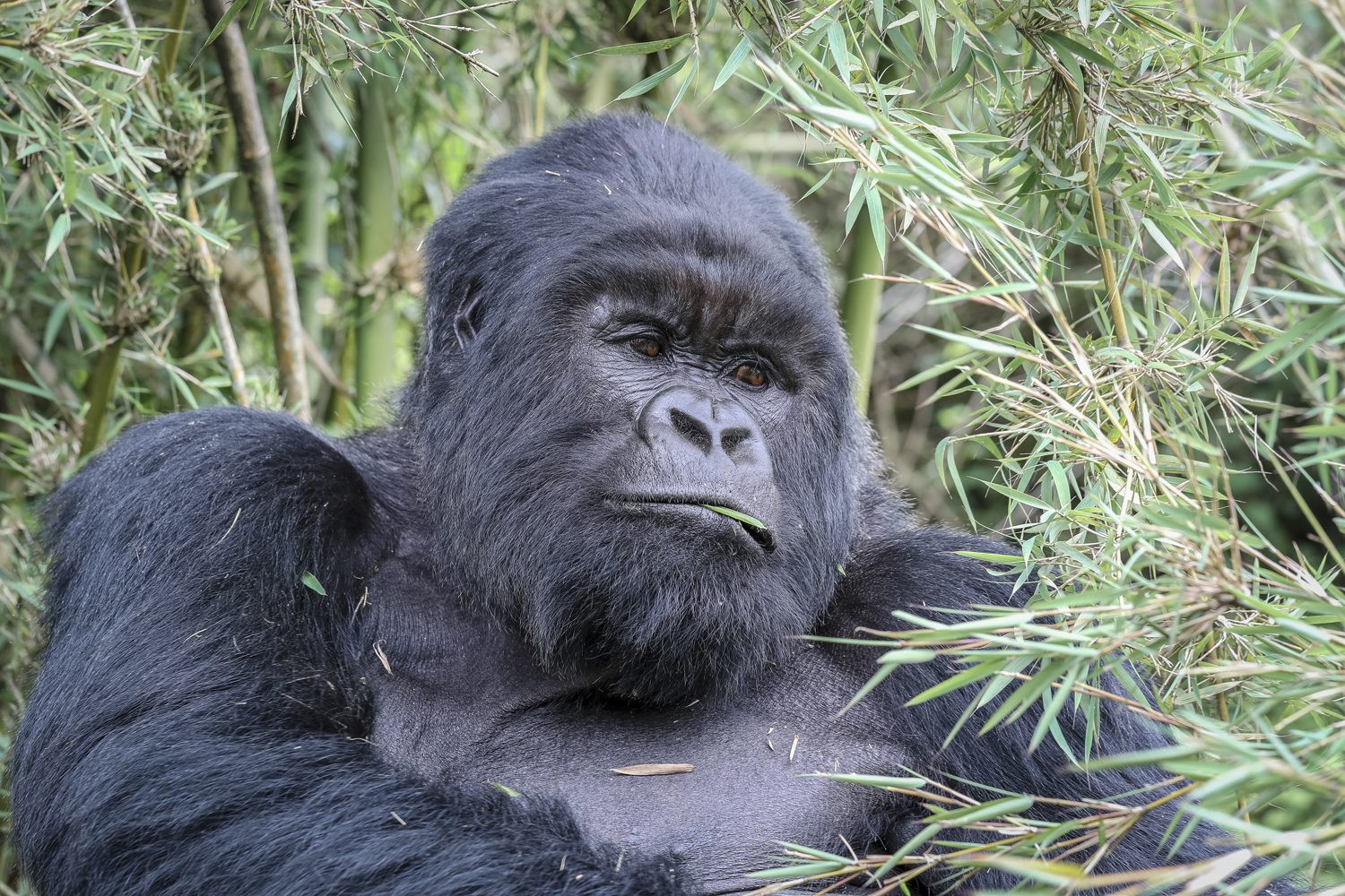 A Silverback Gorilla in Volcanoes National Park, Rwanda