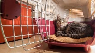 A calico cat looking relaxed in a pink cat carrier