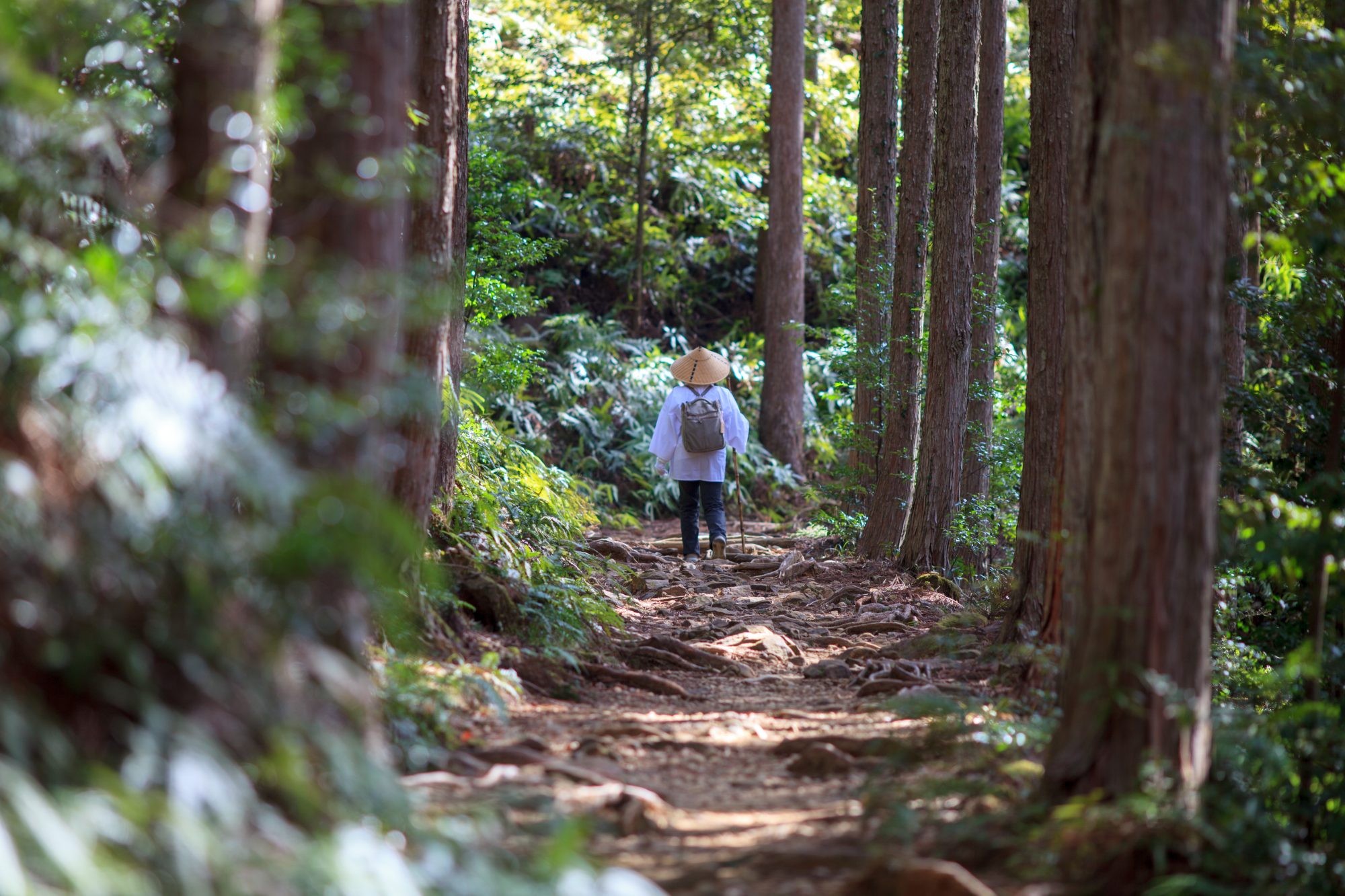 Women walking in a forest in Japan in Kumano Kodo