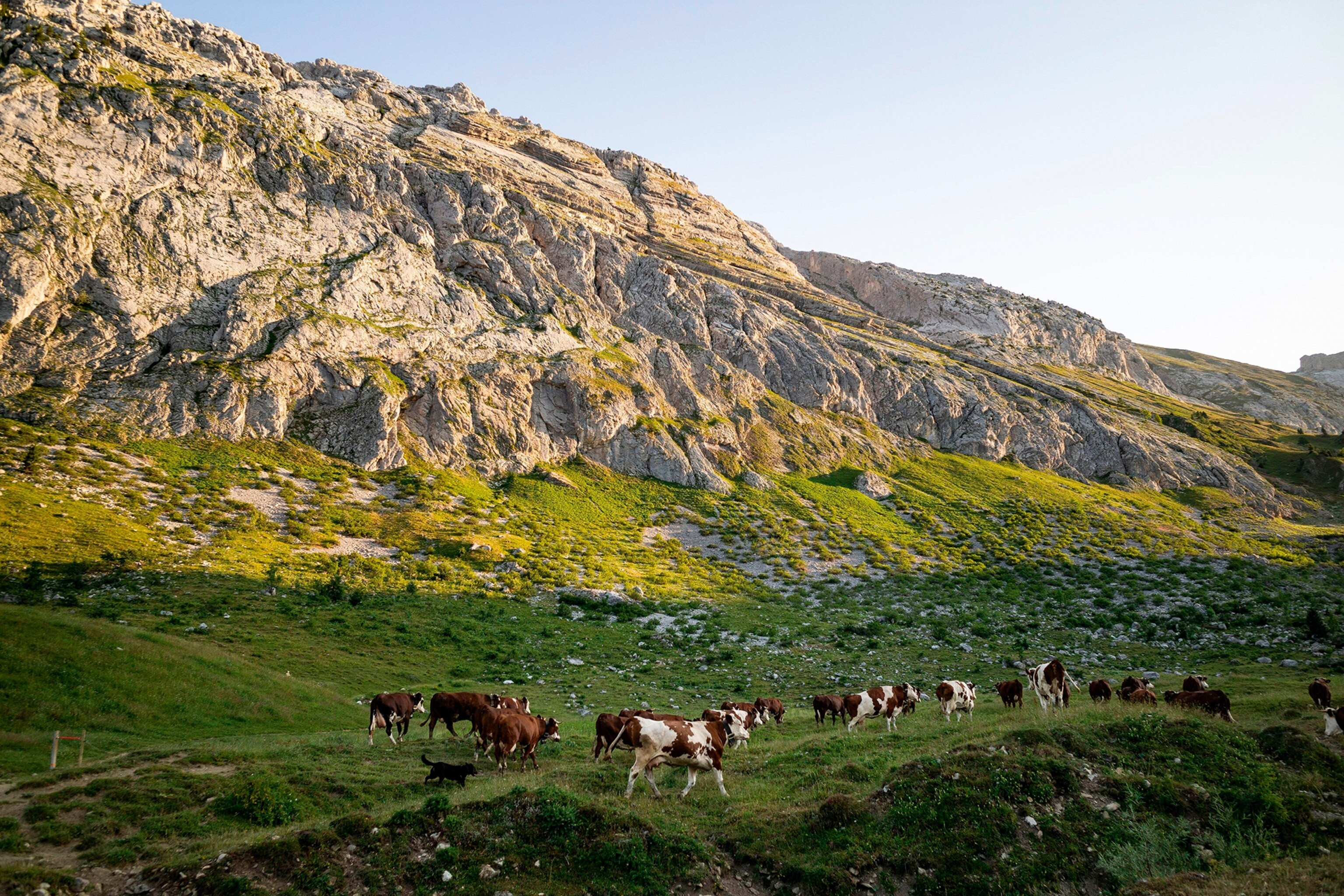 Cows grazing in the Alpine meadows with rocky hills in the background.