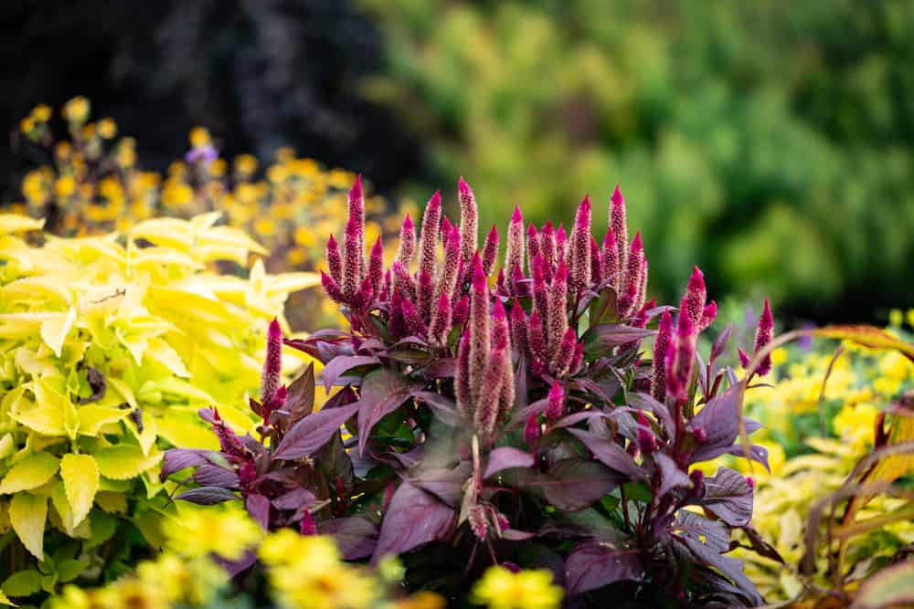 Lush Flowers in the Western Kentucky Botanical Garden