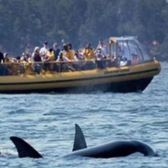 Victoria Whale Watching
