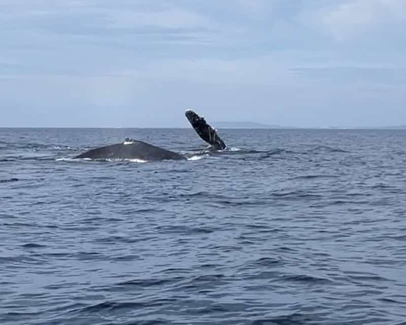 Humpback whale in Puerto Vallarta, a memorable experience