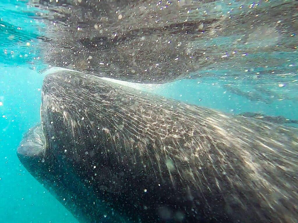Whale Shark Filter Feeding