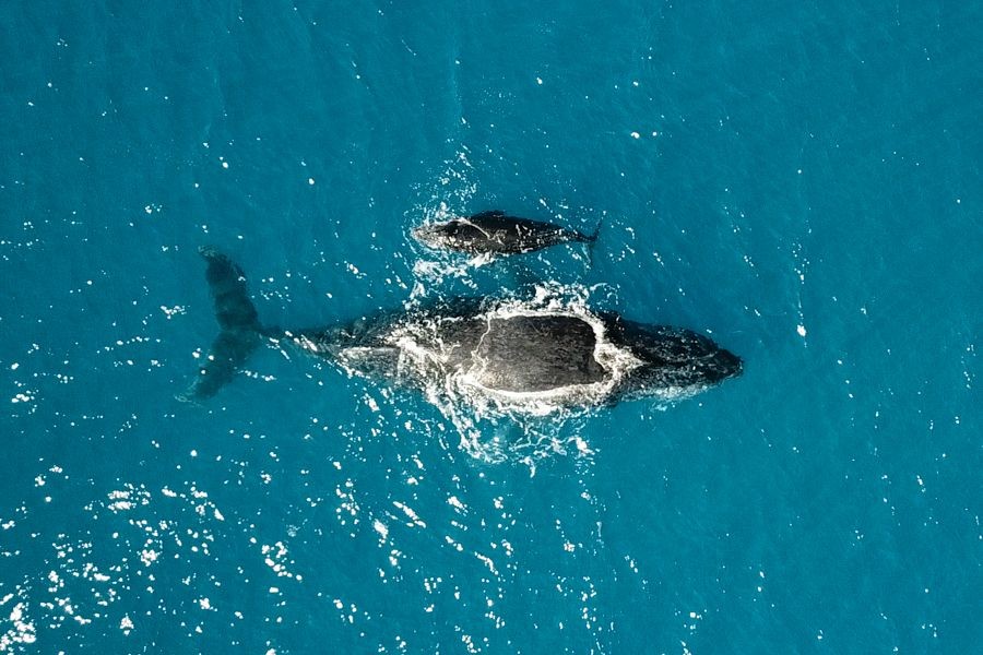 Whales swimming in the waters around Cairns