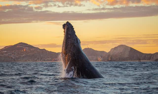 Whale watching in Los Cabos, featuring a whale breaching the water's surface.