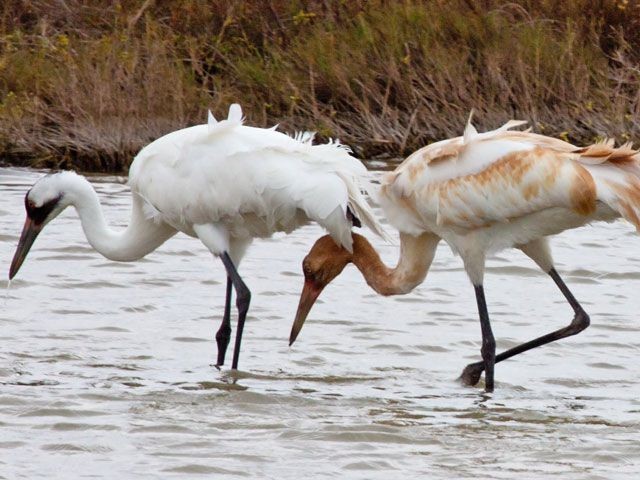 Aransas National Wildlife Refuge in Rockport Fulton with a whooping crane