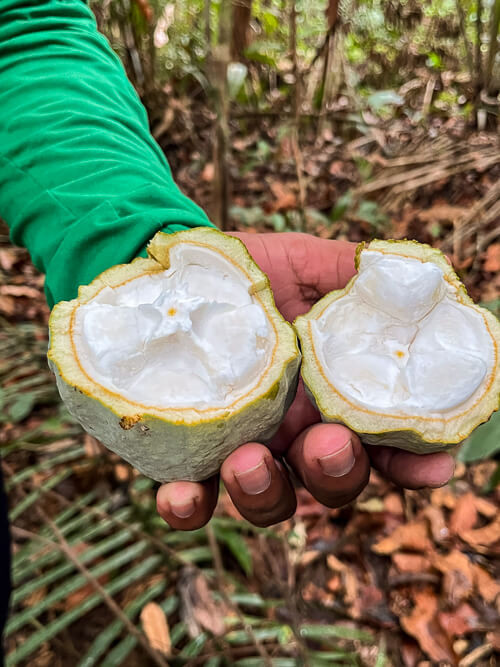 Wild cacao in the Amazon